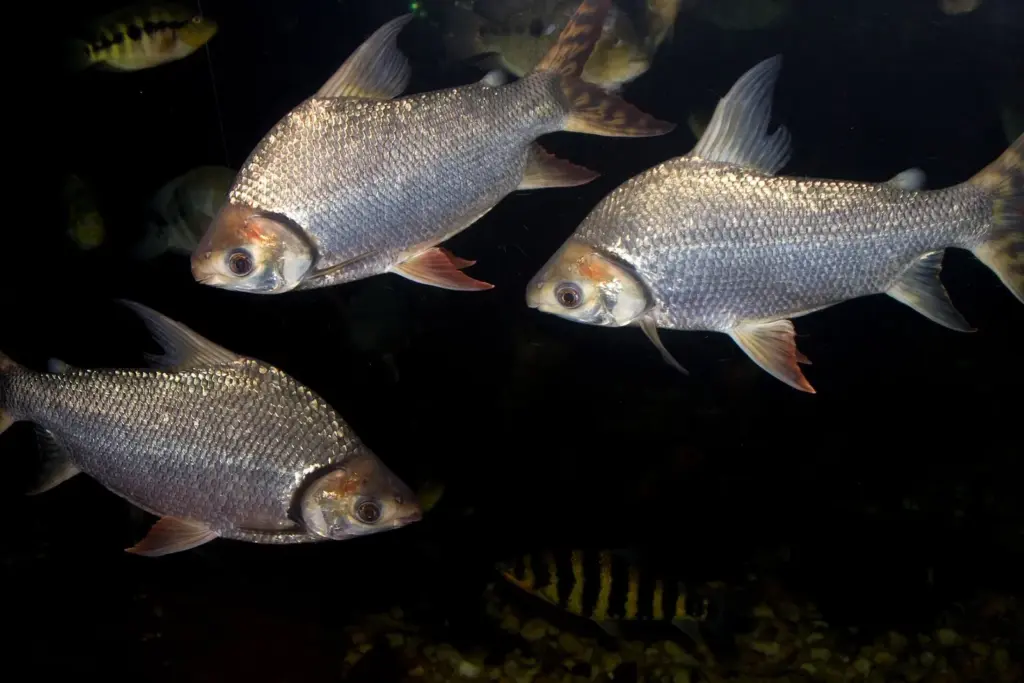 Three silvery flagtail characin fish with red-edged tails swimming in a dark tank