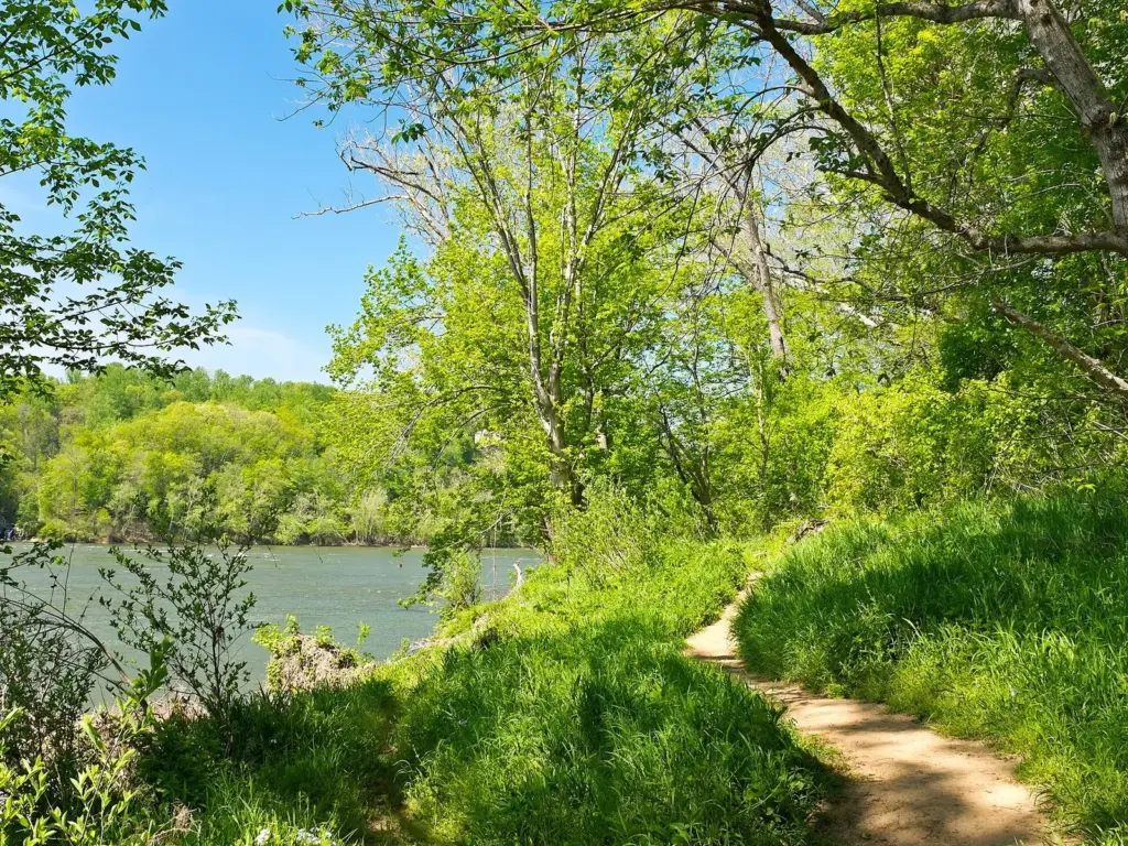 A narrow dirt path through bright green woods beside the Potomac on the Billy Goat Trail