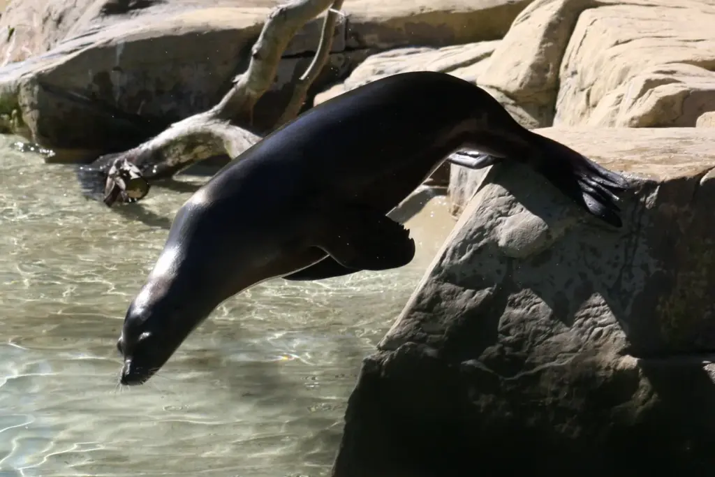 A California sea lion diving off a rock into clear water