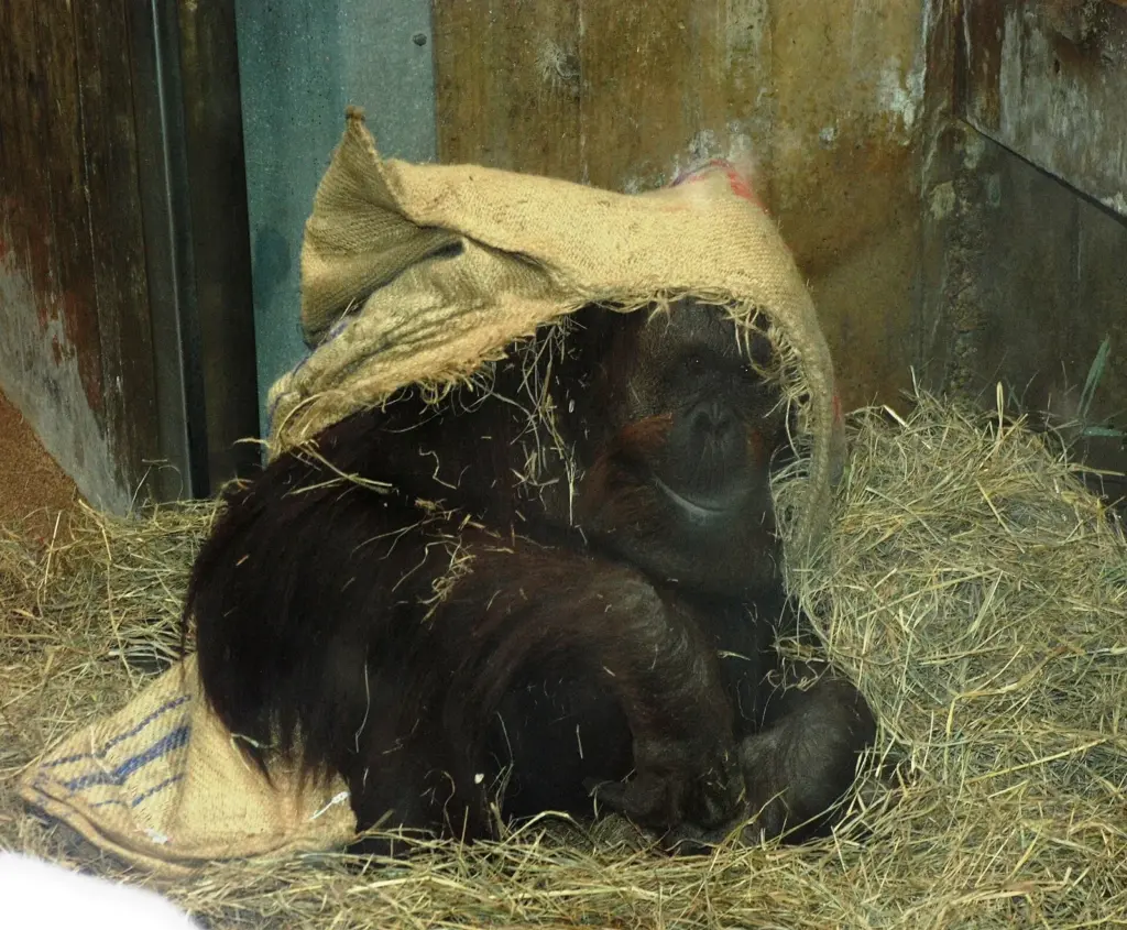 An orangutan sitting in straw with a burlap sack draped over its head