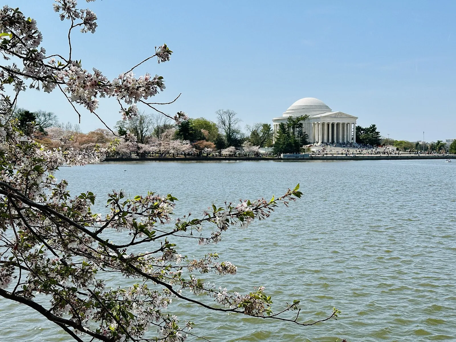 DC cherry blossoms framing the Jefferson Memorial across the Tidal Basin in late March 2026