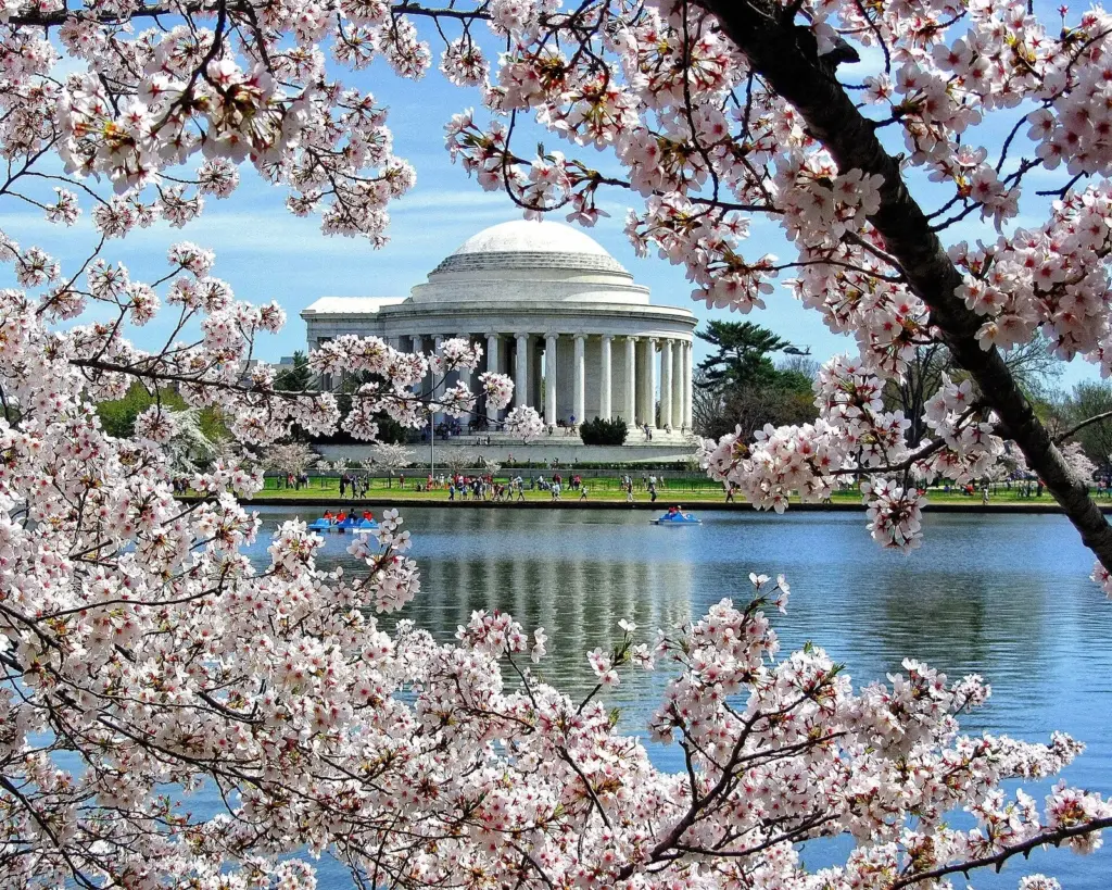 The Jefferson Memorial framed by pink cherry blossoms across the Tidal Basin