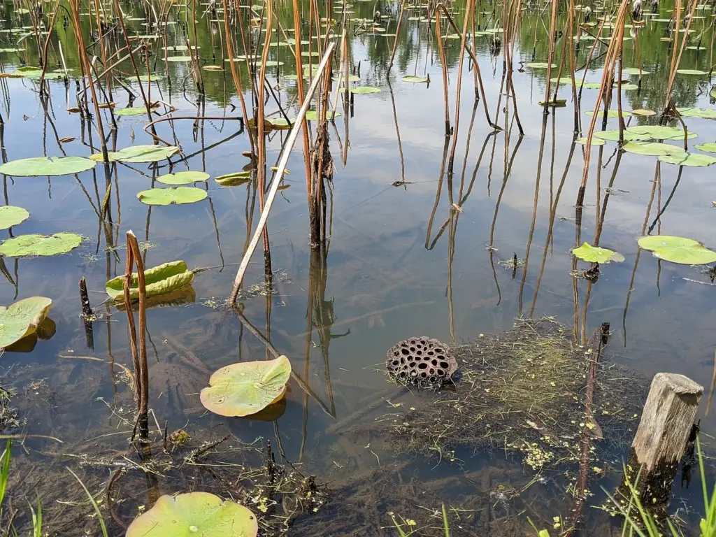 Lotus pads and a seed pod in a still pond at Kenilworth Aquatic Gardens