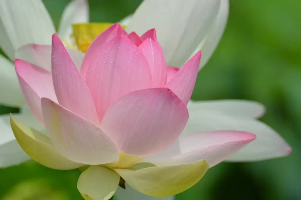 A single pink and white lotus flower in bloom at Kenilworth Aquatic Gardens