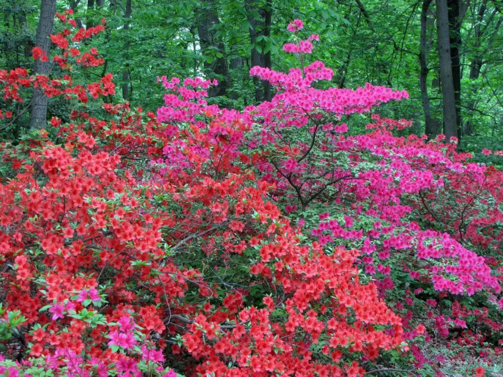 Hillsides of red, pink and white azaleas in full bloom under tall trees at the U.S. National Arboretum