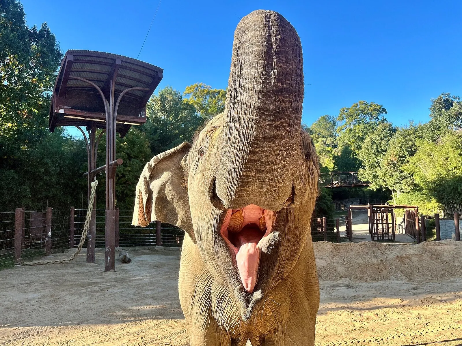 An Asian elephant raising its trunk in its sandy outdoor yard at the National Zoo in Washington DC