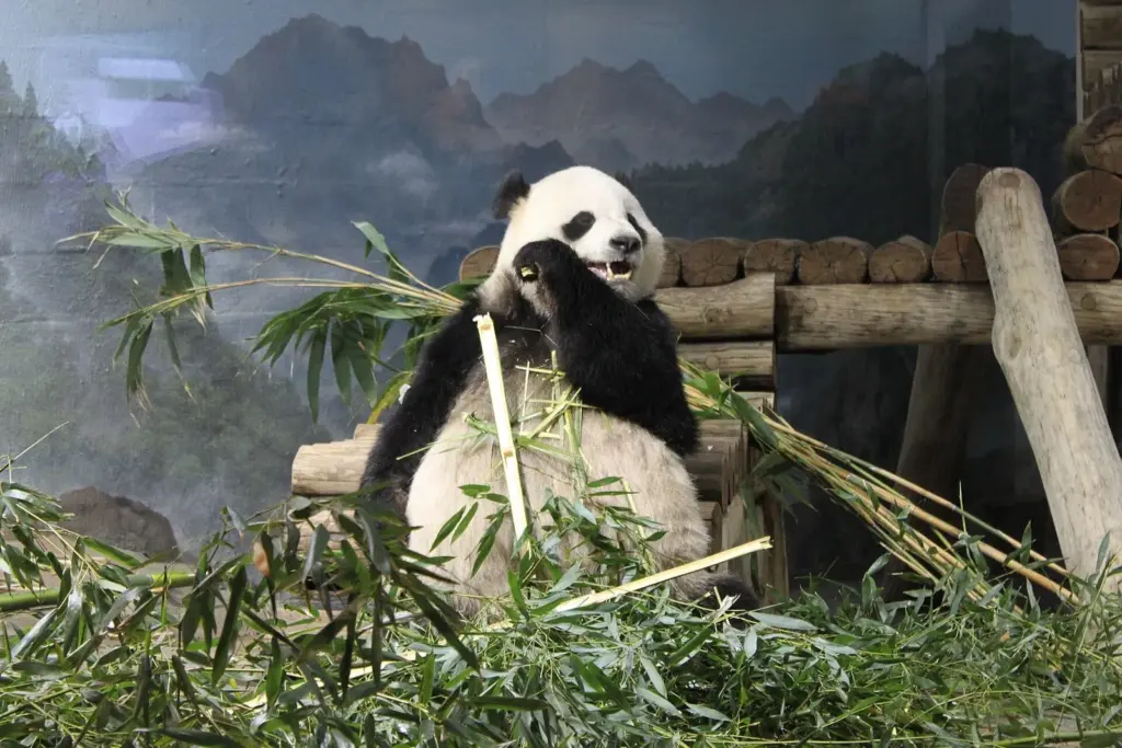 Giant panda Bao Li sitting among bamboo in his habitat at the Smithsonian's National Zoo
