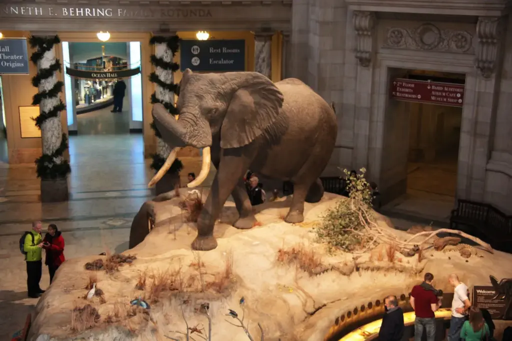 A mounted African bush elephant in the domed rotunda of the National Museum of Natural History