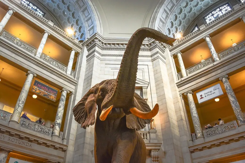 The African bush elephant in the rotunda of the National Museum of Natural History, with galleries and columns rising behind it