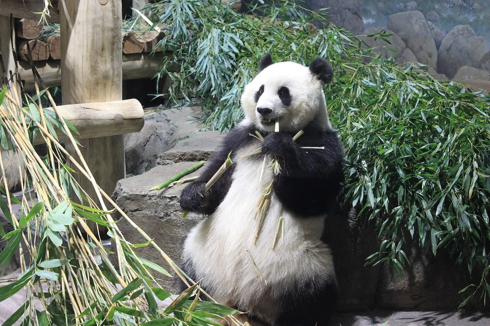 Things to do in DC with kids: giant panda Qing Bao eating bamboo at the Smithsonian's National Zoo