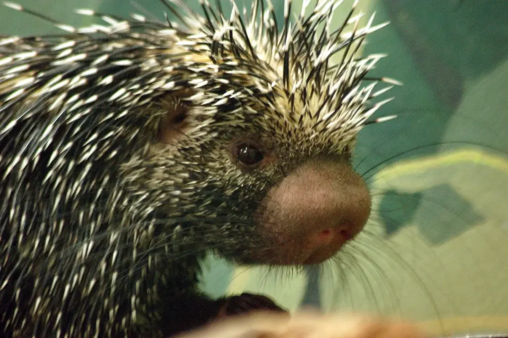 Close-up of a Brazilian porcupine with pale-tipped quills inside the Small Mammal House