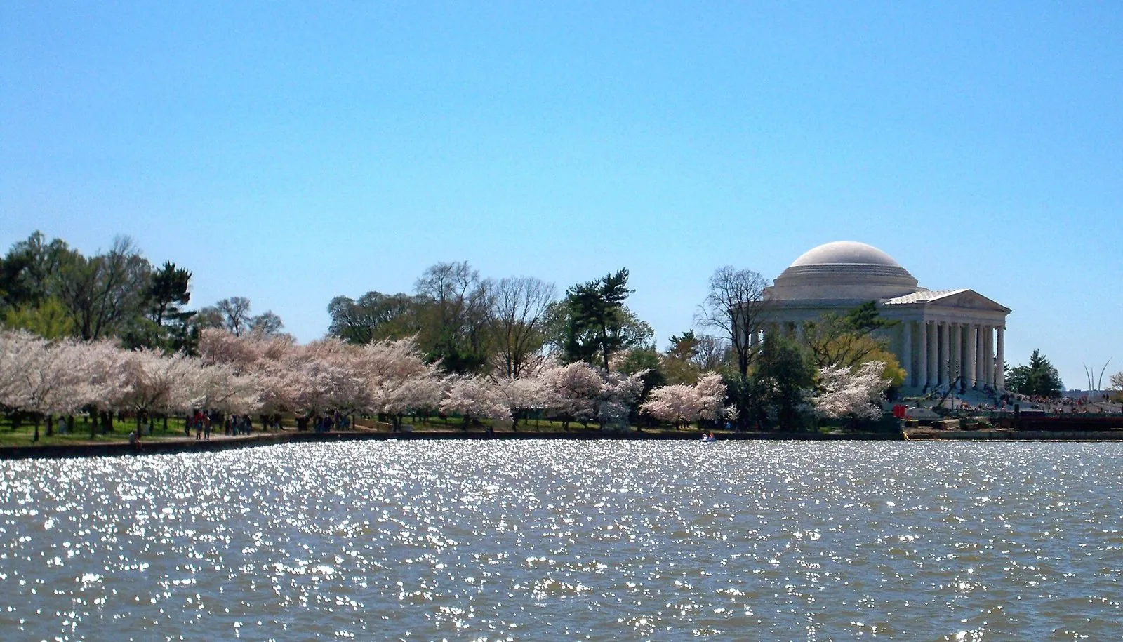 Best time to visit Washington DC: cherry trees in blossom along the Tidal Basin with the Jefferson Memorial across sparkling water