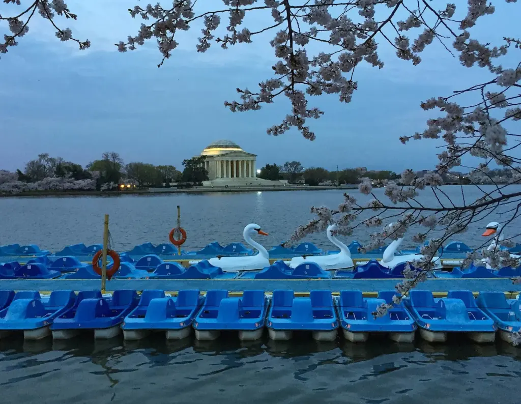 Rows of blue pedal boats and white swan boats docked on the Tidal Basin, with the Jefferson Memorial across the water
