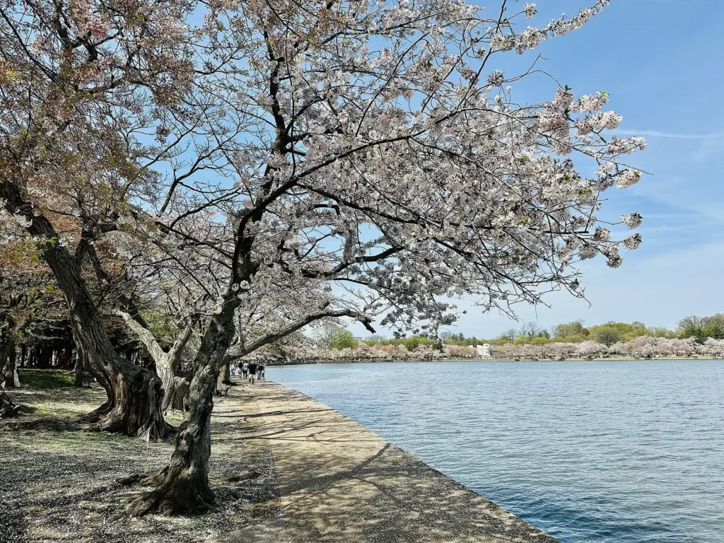 A cherry tree in bloom leaning over the new stone seawall and walkway at the Tidal Basin