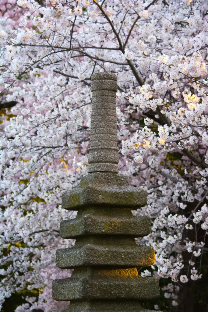 Tiered Japanese stone monument surrounded by white cherry blossoms