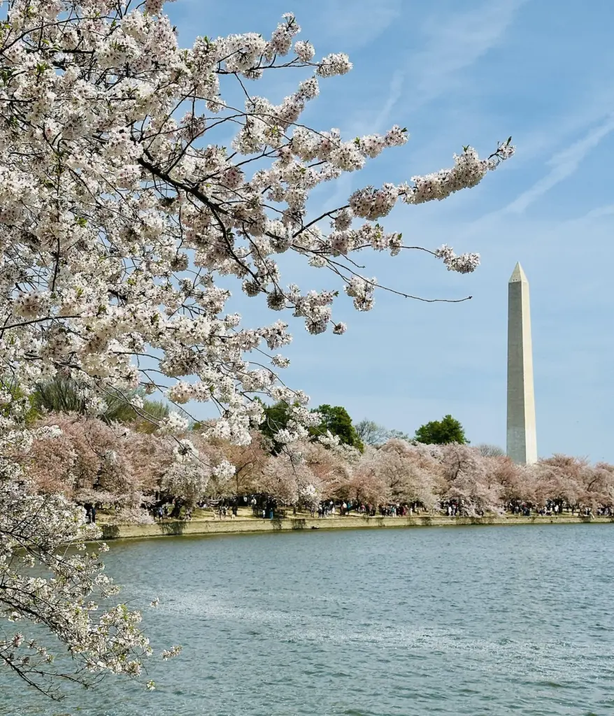 Cherry blossoms in bloom along the Tidal Basin with the Washington Monument rising behind them under a blue sky