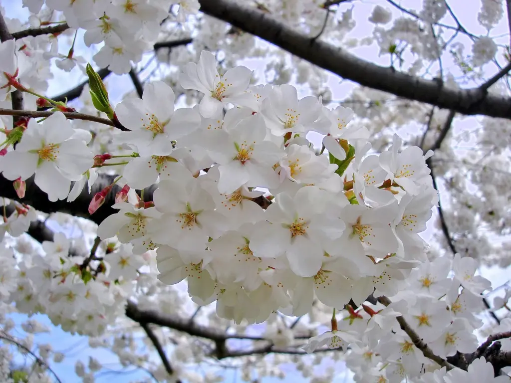 Close view of white Yoshino cherry blossoms in full bloom against a pale sky